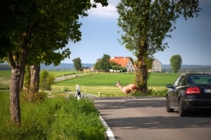 Mit zu hoher Geschwindigkeit auf der Landstraße ist die Gefahr von Wildunfällen gegeben.