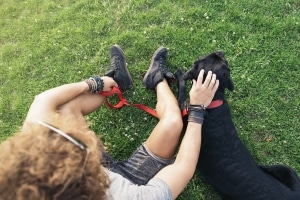 Wenn sich Ihr Hund losreißt und angefahren wird, kann Fahrerflucht als Tatbestand vorliegen.