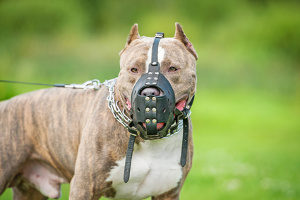 Vom Hund gebissen: Das Schmerzensgeld muss der Halter zahlen.