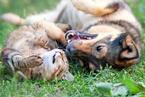 Katze oder Hund überfahren: Droht wegen Fahrerflucht möglicherweise eine Anzeige?