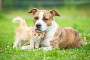 Auch Tiere können von Sachbeschädigung betroffen sein.