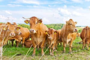 Traktorunfälle ereignen sich in landwirtschaftlich genutzten Gebieten.