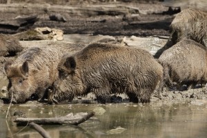 Mit Wildschwein ist ein Unfall sehr gefährlich