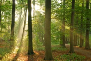 Wildunfälle in Deutschland gehen zurück