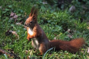 Eichhörnchen sind kein Wildunfall